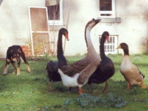 Kirkcaldy Fleet